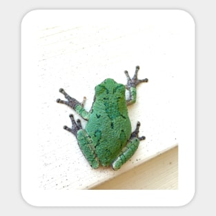 Tree Frog *on house Sticker